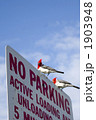 NO PARKING
