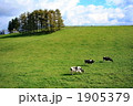 牧場の牛