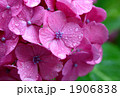 西洋紫陽花　ハイドランジア