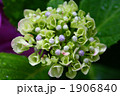 西洋紫陽花　ハイドランジアの蕾