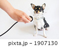 病気の犬