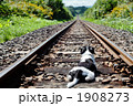 線路の犬
