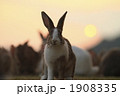夕暮れのうさぎ