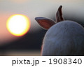 夕暮れのうさぎ