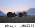 夕暮れのうさぎ