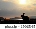 夕暮れのうさぎ