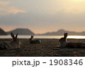 夕暮れのうさぎ