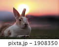 夕暮れのうさぎ