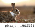 夕暮れの仔うさぎ