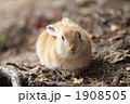 落葉と仔うさぎ