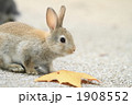 落葉と仔うさぎ