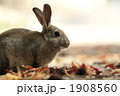落葉と仔うさぎ