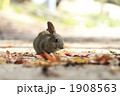 落葉と仔うさぎ