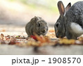 落葉とうさぎの親子