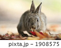 落葉と仔うさぎ