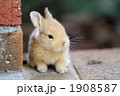 仔うさぎ