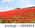 サルビア畑 サルビア畑