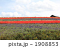 花畑1 花畑1