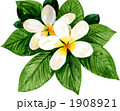 プルメリア1025pix.