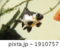 パンダ出目金