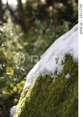 苔 自然 雪