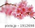 枝垂れ桜
