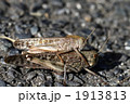 バタバタしてる バッタモン！