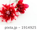 白と赤のダリア