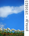 1916823