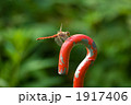 赤い鉄杭にとまる赤トンボ