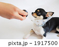 病気の犬