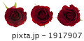 薔薇キリヌキ用素材