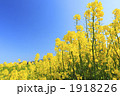 1918226
