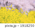 1918250