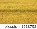 1918752