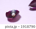 真珠と花びらのイメージ