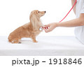 動物病院