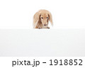 ダックスとホワイトボード