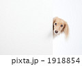 ダックスとホワイトボード