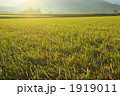1919011