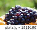 ぶどう『スチューベン』