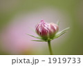 コスモスの蕾