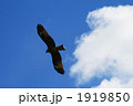 鳥と空