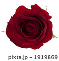 薔薇キリヌキ用素材