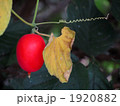 1920882