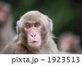 1923513