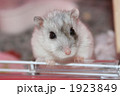 1923849