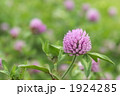 アカツメグサ（横）