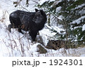ニホンカモシカ（d051217-014）
