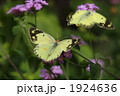 モンキチョウ　吸蜜するメスに求愛するオス